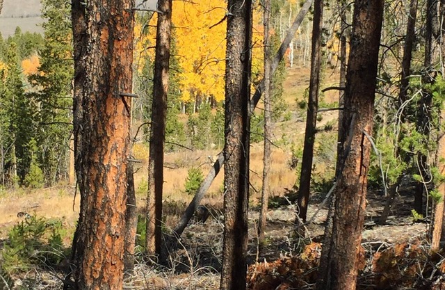 Fall Special 4 nights for price of 3 nights ~ Enjoy Aspens and Mtns 3BR/3BA