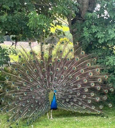 Family and pet friendly farm stay