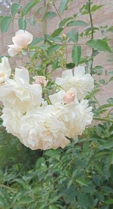 FAMILY COTTAGES Arumeru