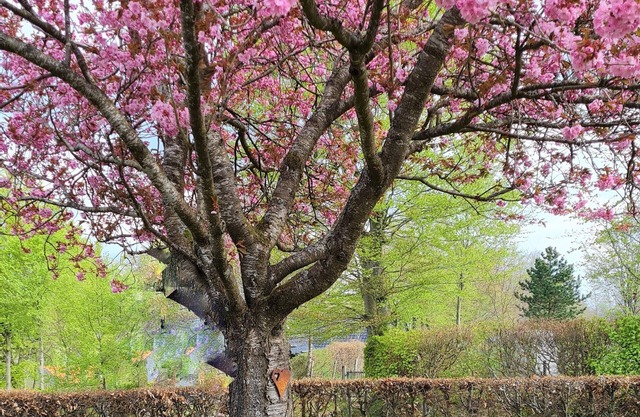 Ferienhaus in Monschau am Nationalpark