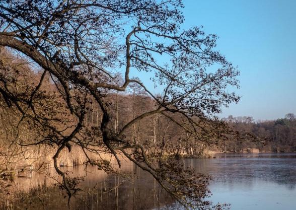 Ferienwohnung Bienenkorb Hotel Haus Chorin