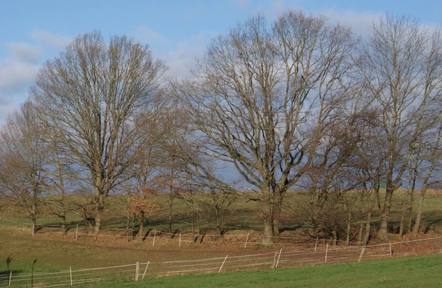 Find peace or active holidays in the heart of the Odenwald