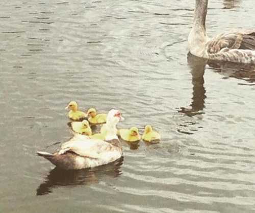 Flat no Winterville em Gravata