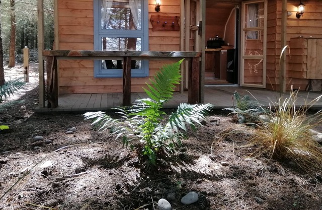 Forest cabin nature's Best offering, a hidden gem of a little cabin