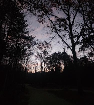 Forest Oasis Camping Resort