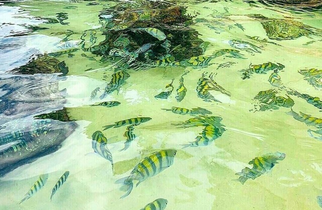 Furnished kitchenette with swimming pool and leisure area nearby. the beach Martim de Sá