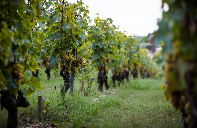 Gîte au milieu des vignes