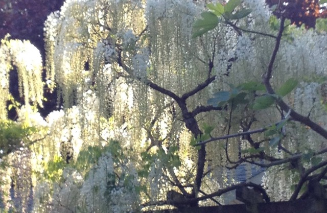 Gardeners, Bikers, Walking ,Wine Tasting Paradise in East Cobble Hill