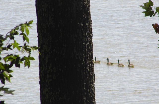 Gated Lake house on Swan Bay