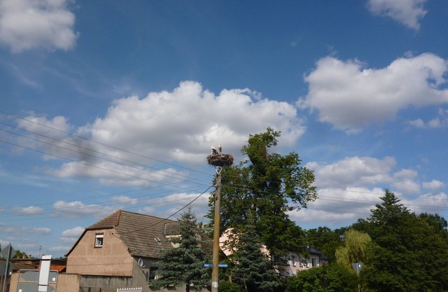 Go on vacation where the sea eagle hogs and the storks breed.