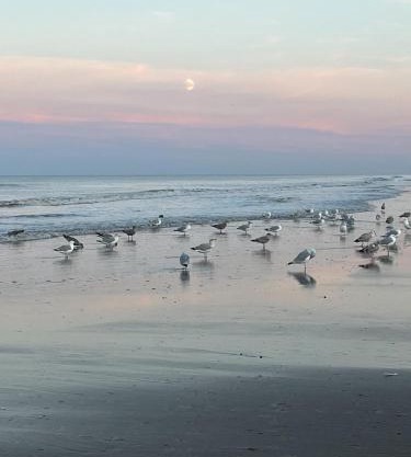 Golden Sands Mablethorpe 8 Birth Caravan