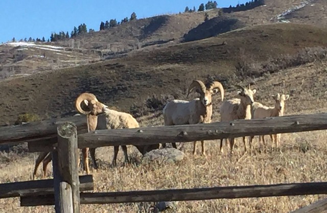 Great Escape and Short Drive from downtown Jackson Hole