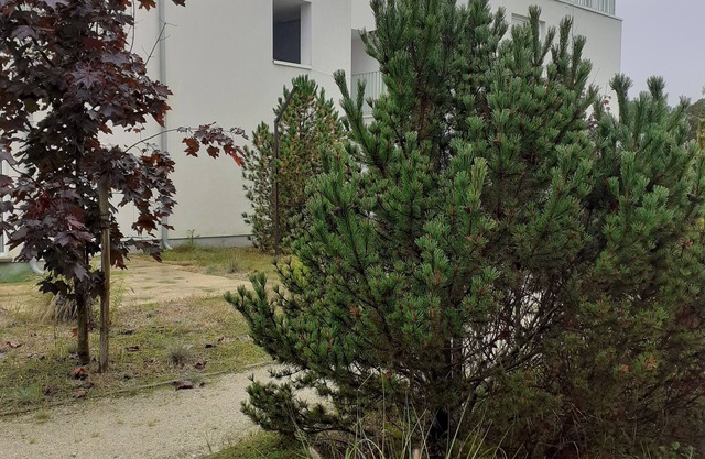 Green Patio Przy Sosnowym Lesie