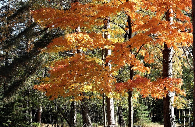 Greenwood Getaway: Dog-friendly! Don't miss the fall colors here!