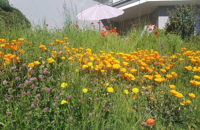 Horizon feng shui - large apartment with view and garden