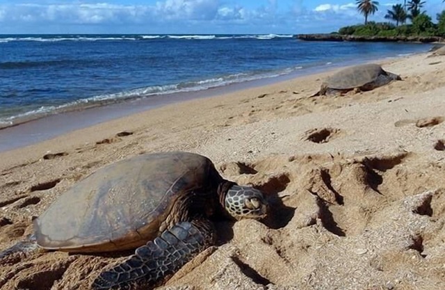 Hotel Diversion Tropical