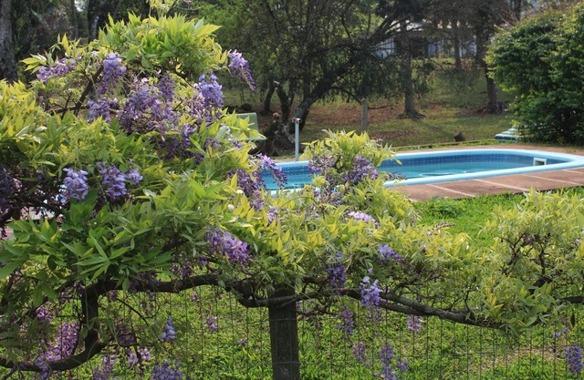 Hotel Pousada dos Plátanos