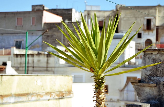 House for 5 guests with 100m² in Canosa di Puglia (77378)
