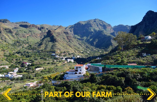 Houses The road of Tamadaba