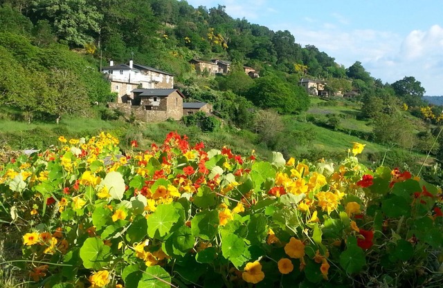In full Ribeira Sacra *