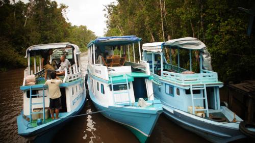 Kelotok Orangutan Tanjung Puting