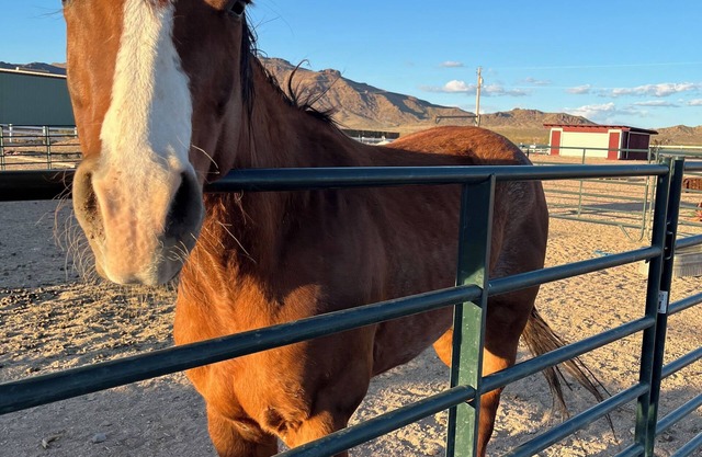 Kid & Pet Friendly Farm Guesthouse