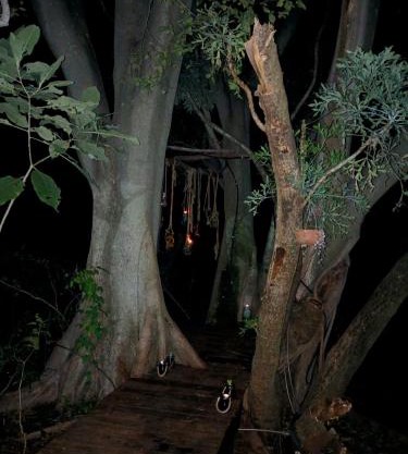 Klein Eden Forest