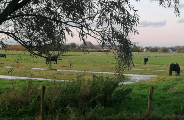 Kleine Zwaan