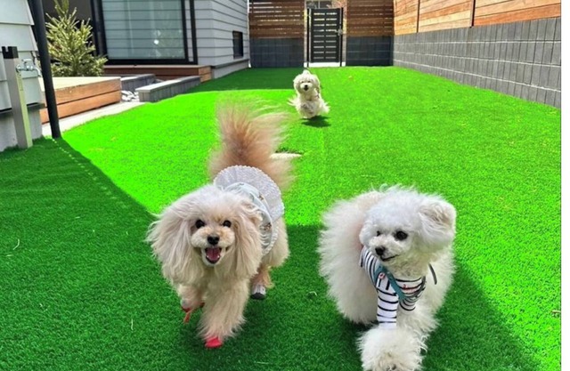 KOYA TRIBE VILLA Kawaguchiko with dog run Dogs 2/Minamitsuru-gun Yamanashi