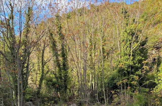 L'attellu Felicetu, Appartement Avec Terrasse