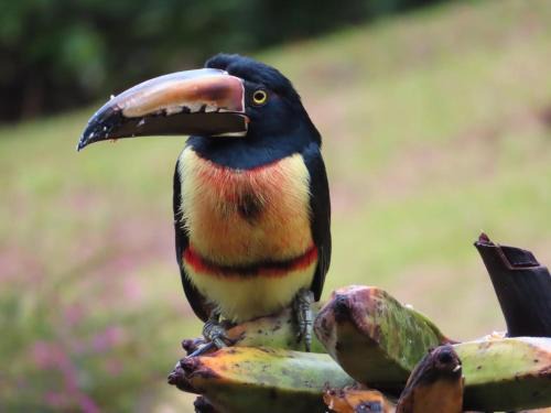 La Ceiba Tree Lodge