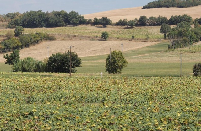 Les treilles d'en Peyre