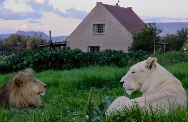 Lion House @ggconservation for lion and nature lovers