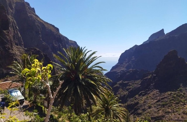 LIVE MASCA CASA TARUCHO