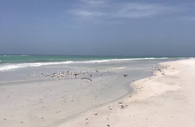 Longboat Key with Gulf to Bay access. Beautiful view of Bishop's Bayou.