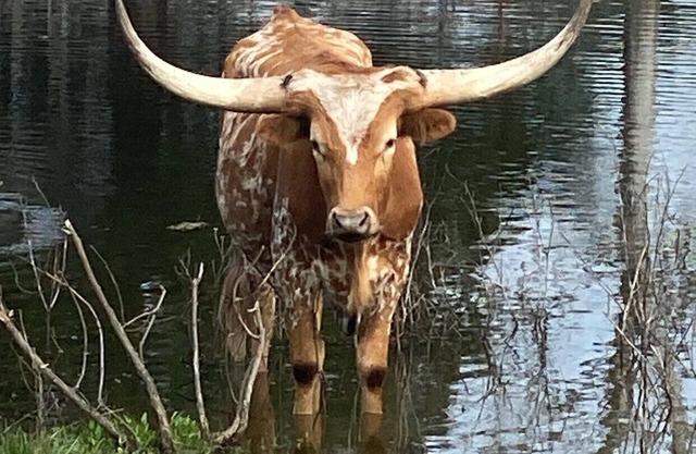 Longhorn Barn: Newly Built 2-bedroom apartment on Mountain Bike Ranch in Warda