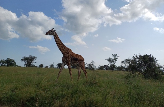 Maanzoni Tented Cottage African Wildlife Estate