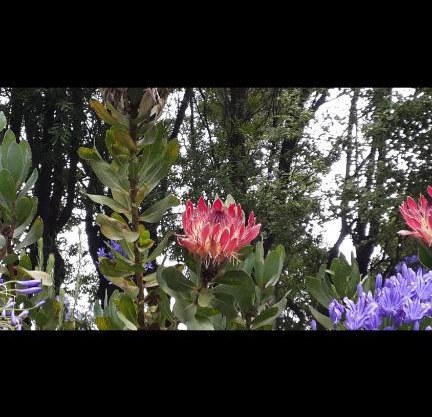 Mac Nicol's Farm House B&B