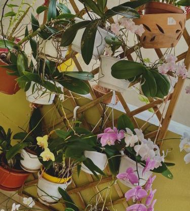 Maison créole authentique