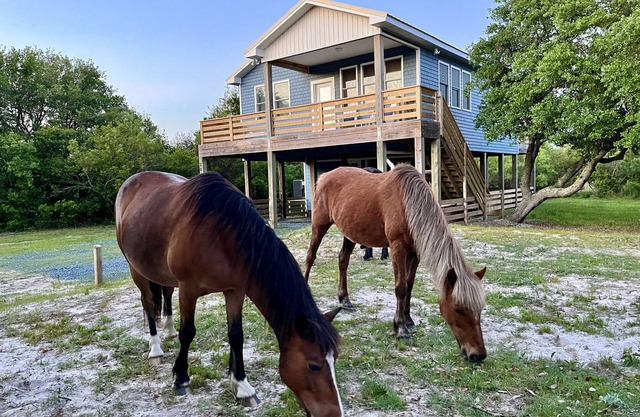 ManeStay Modern Coastal Beach Cottage, where wild horses roam free!