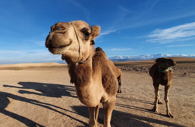 Marrakech Agafay Desert Luxury Tented Private Stargazing Camp
