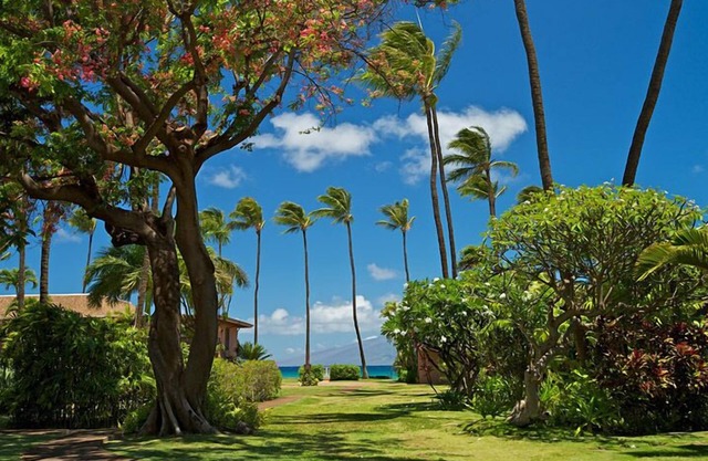 Maui Sands #6e 1 Bedroom Condo by RedAwning