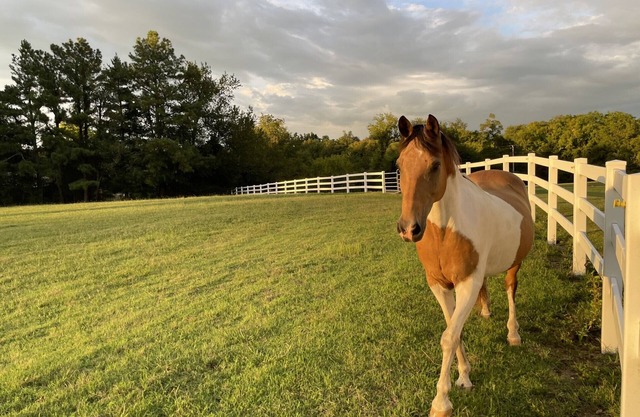 Modern, Farmhouse Experience-From our Farm to your Table -family& pet friendly