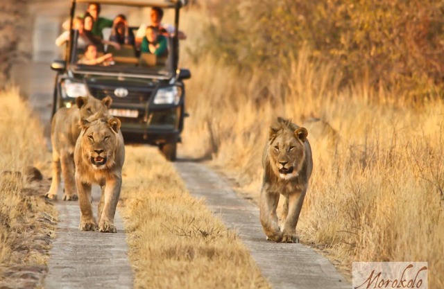 Morokolo Safari Lodge Self-catering