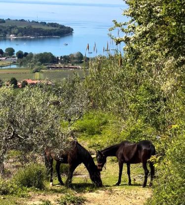 Na kmetiji s konji - Pogelšek