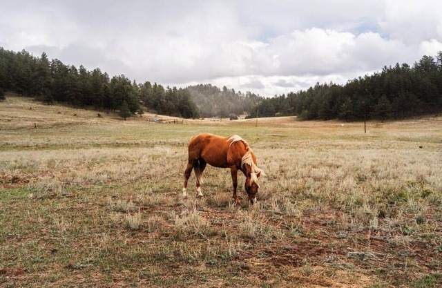 New! Adorable Cabin in Colorado National Forest
