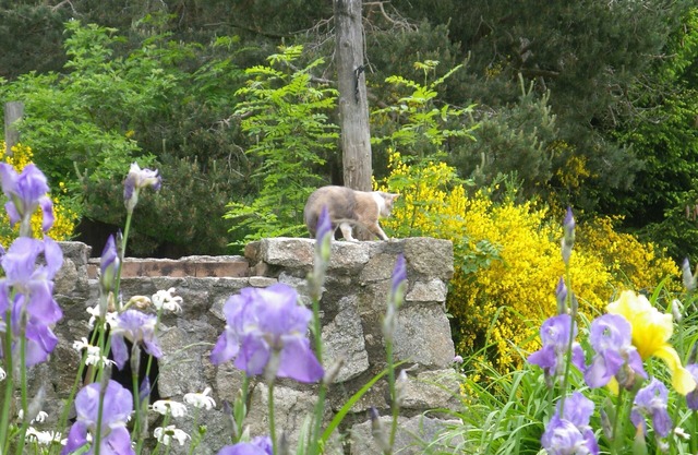 Nice holiday home in the south-east of the Auvergne