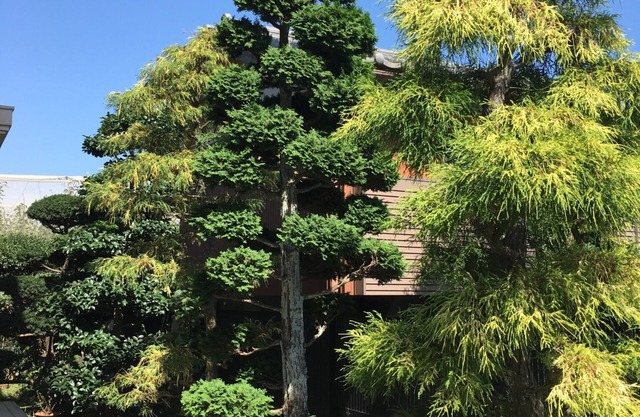 Open house - Green Pine House/Kamagaya Chiba