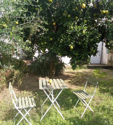 Orange tree apartment