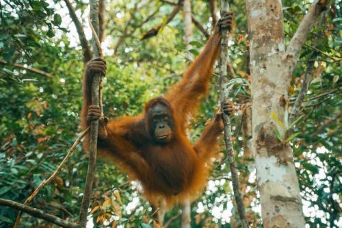 Orangutan & Restoration Camp